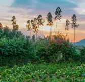 Rwanda-Wilderness-Sabyinyo-Silverback-Lodge-9a