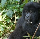 Rwanda-Wilderness-Sabyinyo-Silverback-Lodge-30