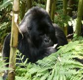 Rwanda-Wilderness-Sabyinyo-Silverback-Lodge-32