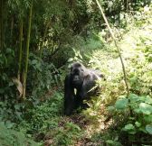 Rwanda-Wilderness-Sabyinyo-Silverback-Lodge-33
