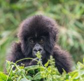 Rwanda-Wilderness-Sabyinyo-Silverback-Lodge-34