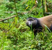 Rwanda-Wilderness-Sabyinyo-Silverback-Lodge-35