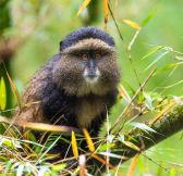 Rwanda-Wilderness-Sabyinyo-Silverback-Lodge-36