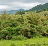 Rwanda-Wilderness-Sabyinyo-Silverback-Lodge-37