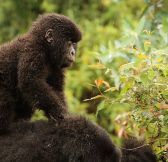 Rwanda-Wilderness-Sabyinyo-Silverback-Lodge-38
