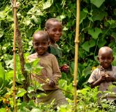 Rwanda-Wilderness-Sabyinyo-Silverback-Lodge-42