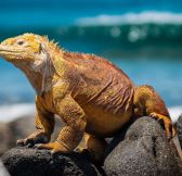 Ekvador-Galapagy-Galapagos-Explorer-Andbeyond-30