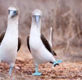 Ekvador-Galapagy-Galapagos-Explorer-Andbeyond-32