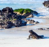 Ekvador-Galapagy-Galapagos-Explorer-Andbeyond-33