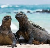 Ekvador-Galapagy-Galapagos-Explorer-Andbeyond-34