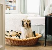 RAKOUSKO - Hotel Sacher Salzburg - Sacher Pets